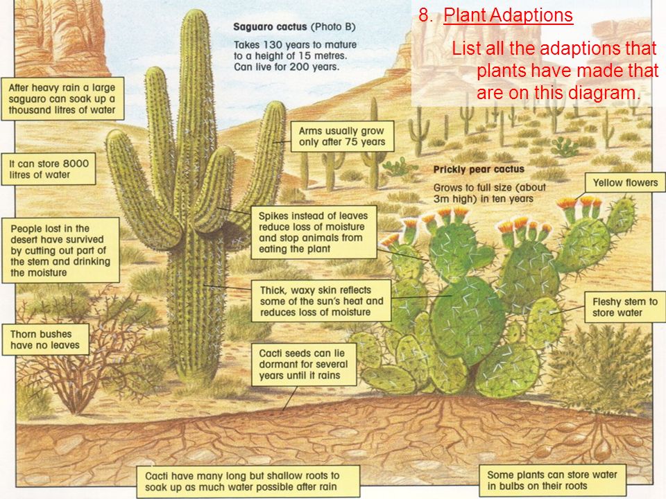 Растения пустыни 5 класс биология. Растительный мир пустыни. Растения пустыни карточки. Растения пустыни с описанием. Обведи растения пустыни.