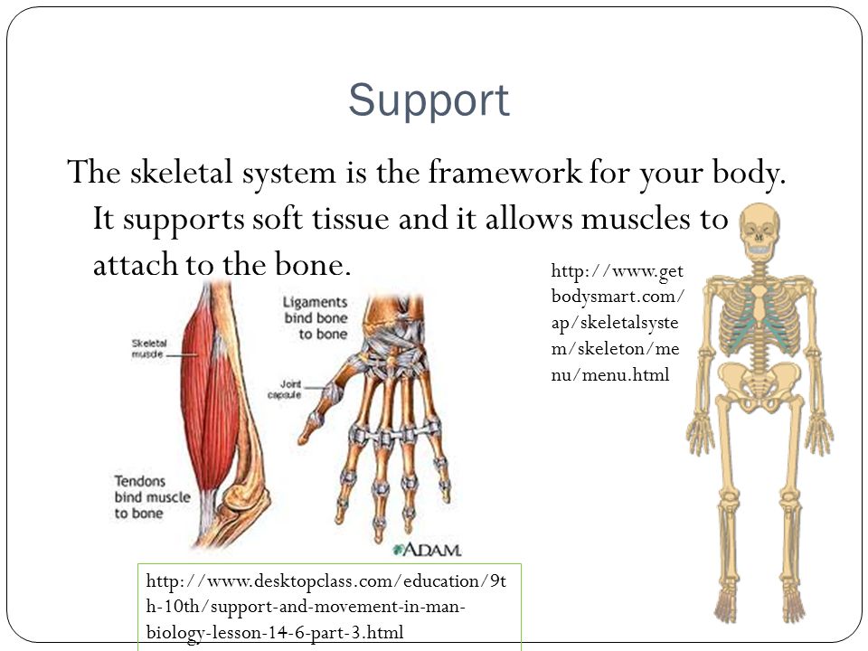 skeletal system support