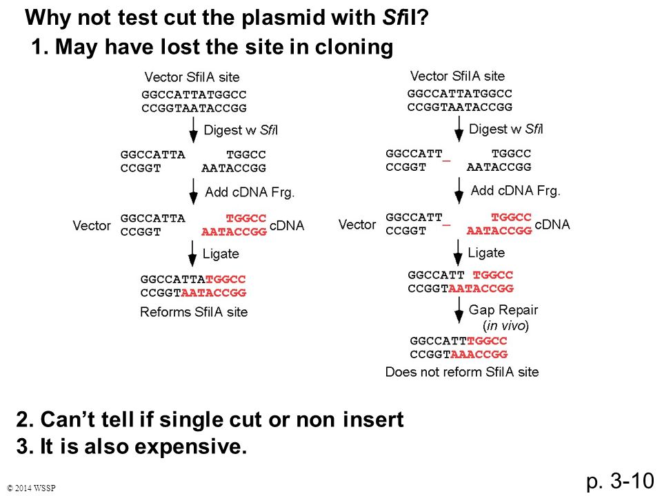 Why not test cut the plasmid with SfiI. 2. Can’t tell if single cut or non insert 3.