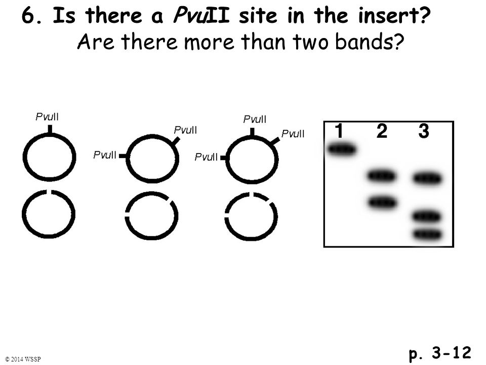 6. Is there a PvuII site in the insert Are there more than two bands p © 2014 WSSP