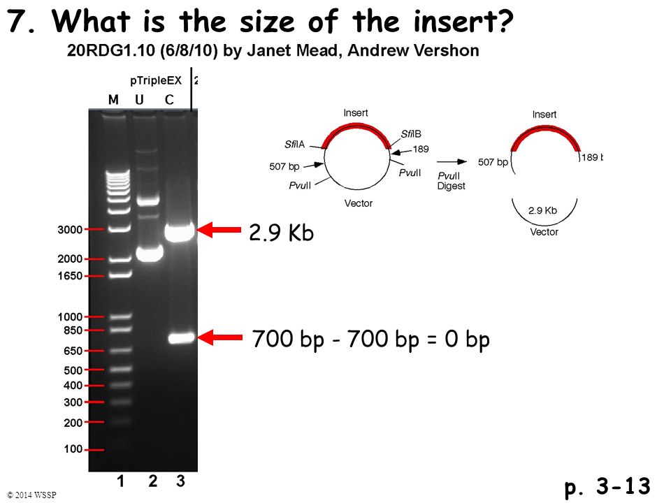 7. What is the size of the insert p bp bp = 0 bp 2.9 Kb © 2014 WSSP