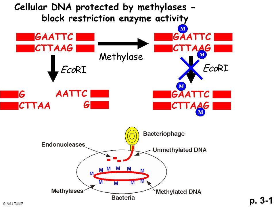 Cellular DNA protected by methylases - block restriction enzyme activity p.