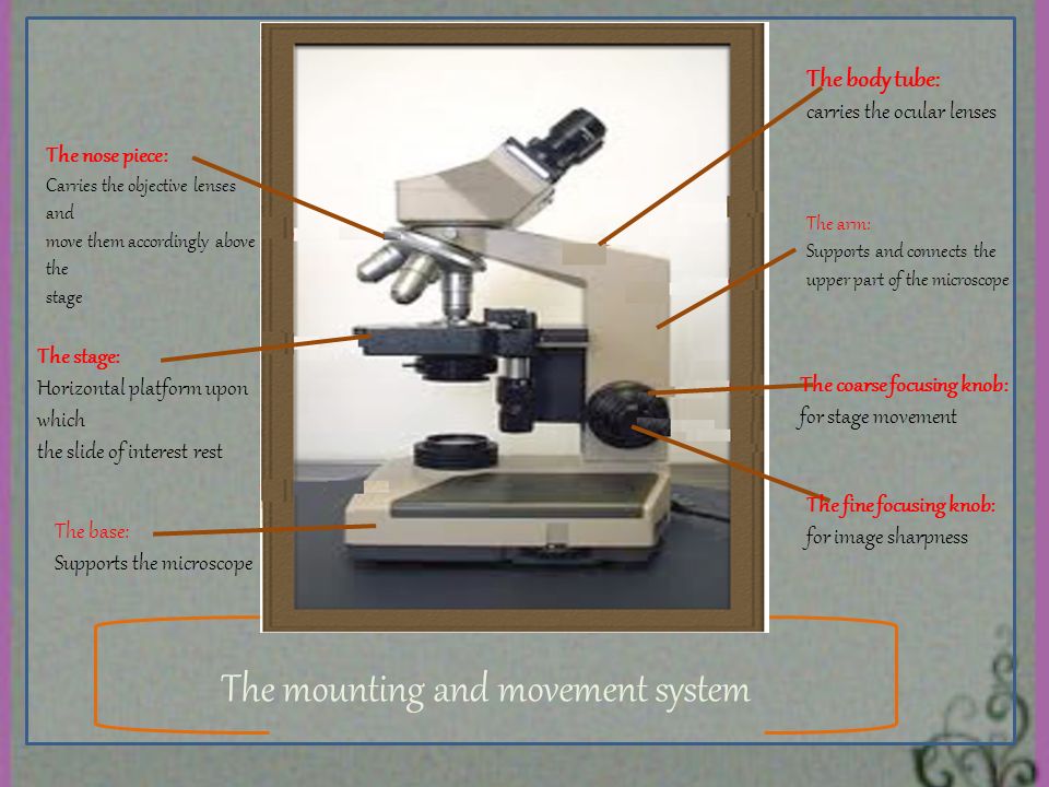 The mounting and movement system The body tube: carries the ocular lenses The arm: Supports and connects the upper part of the microscope The coarse focusing knob: for stage movement The fine focusing knob: for image sharpness The nose piece: Carries the objective lenses and move them accordingly above the stage The stage: Horizontal platform upon which the slide of interest rest The base: Supports the microscope
