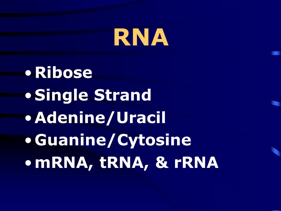 RNA Ribose Single Strand Adenine/Uracil Guanine/Cytosine mRNA, tRNA, & rRNA