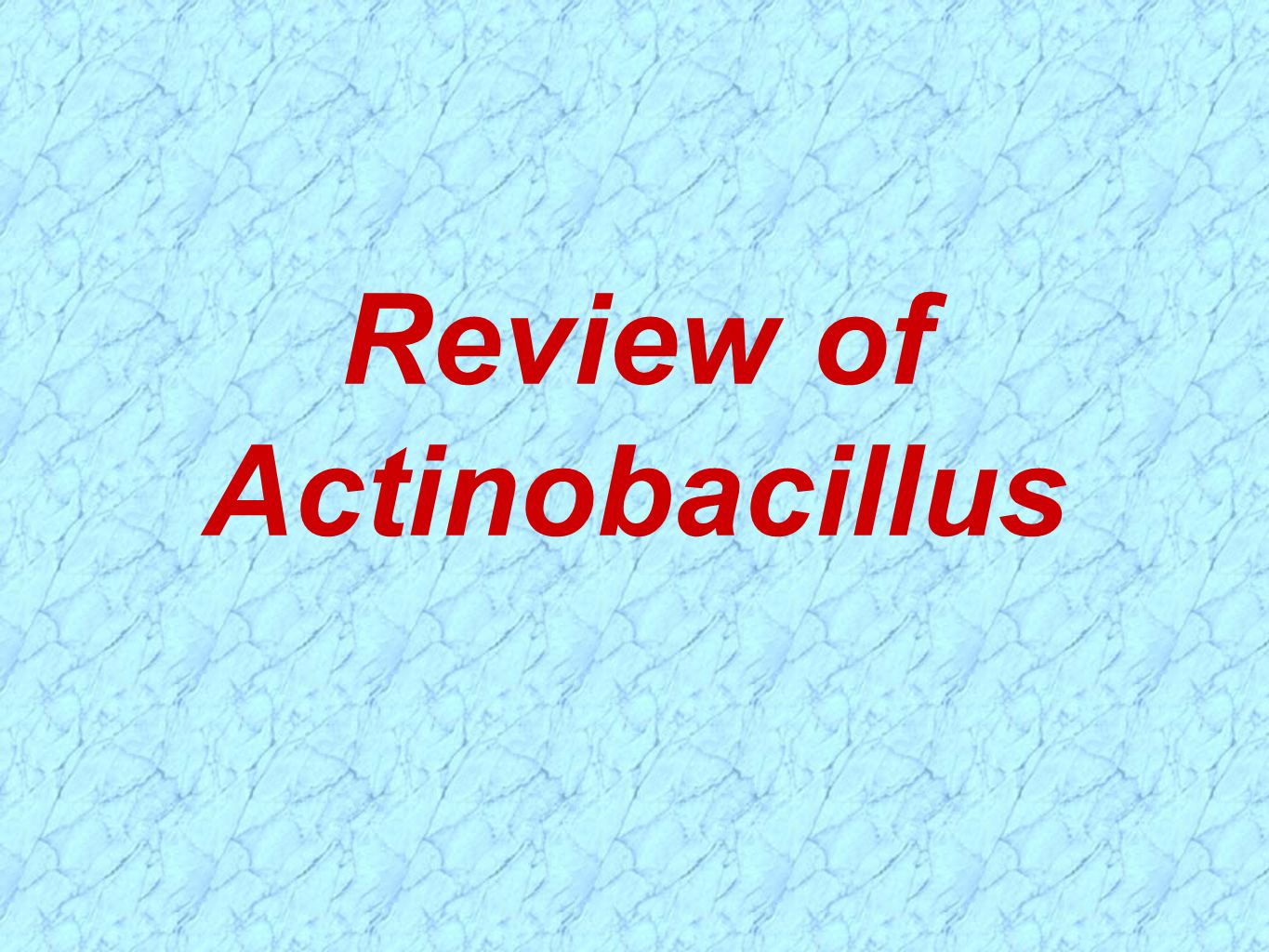 Review of Actinobacillus