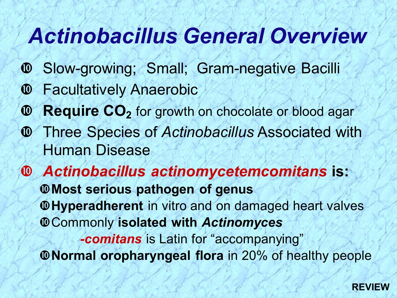 Actinobacillus General Overview  Slow-growing; Small; Gram-negative Bacilli  Facultatively Anaerobic  Require CO 2 for growth on chocolate or blood agar  Three Species of Actinobacillus Associated with Human Disease  Actinobacillus actinomycetemcomitans is:  Most serious pathogen of genus  Hyperadherent in vitro and on damaged heart valves  Commonly isolated with Actinomyces -comitans is Latin for accompanying  Normal oropharyngeal flora in 20% of healthy people REVIEW