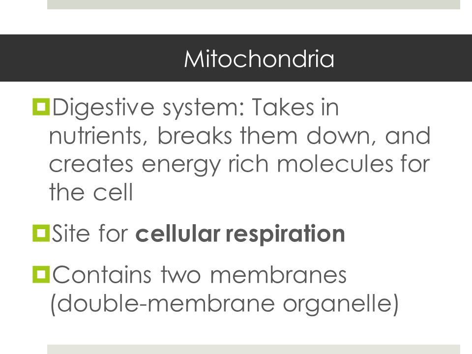 Mitochondria  Digestive system: Takes in nutrients, breaks them down, and creates energy rich molecules for the cell  Site for cellular respiration  Contains two membranes (double-membrane organelle)