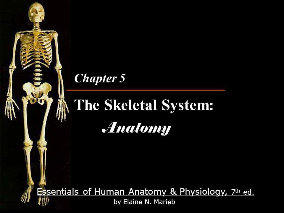 Essentials Of Human Anatomy Physiology 7 Th Ed By Elaine
