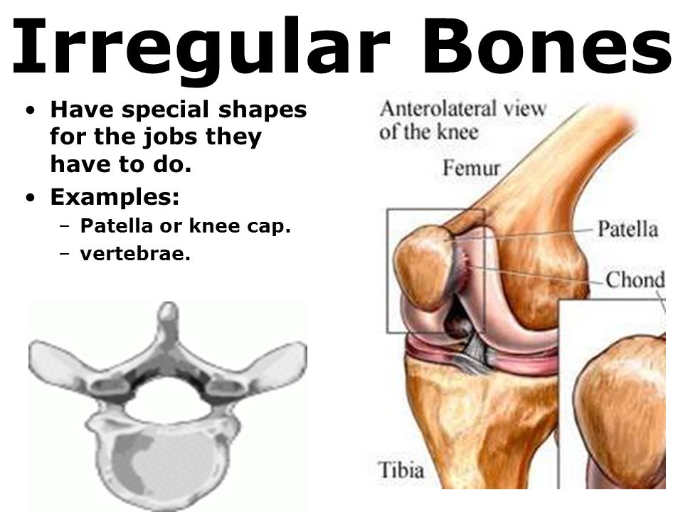 Irregular Bones. Kneecap.