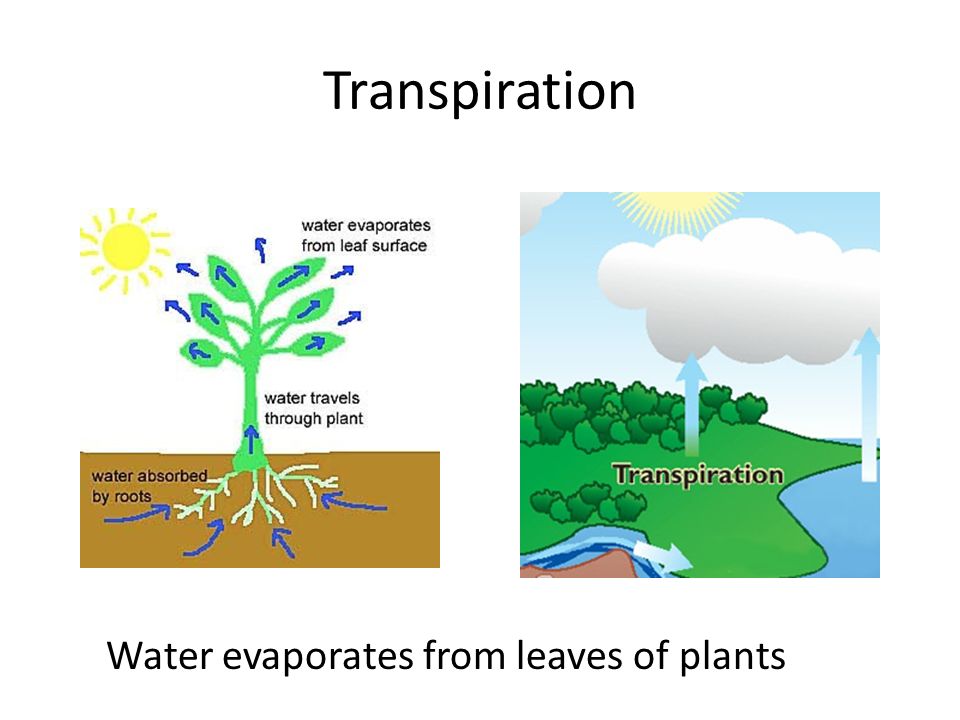 Transpiration Water evaporates from leaves of plants