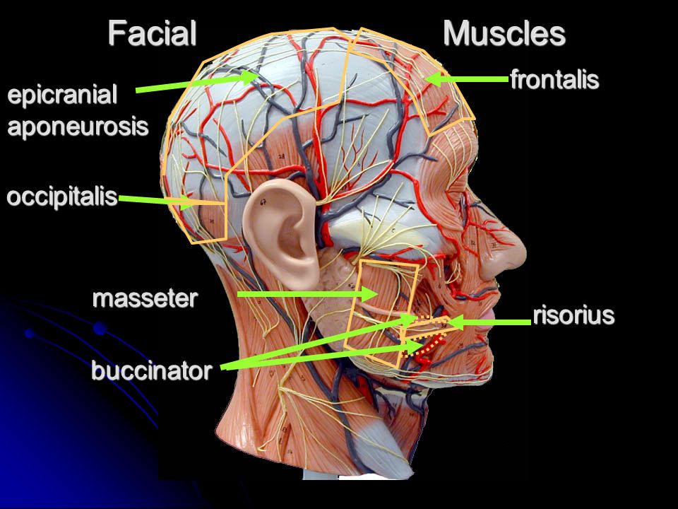 APONEUROSIS EPICRANIAL PDF DOWNLOAD APONEUROSIS EPICRANIAL PDF DOWNLOAD