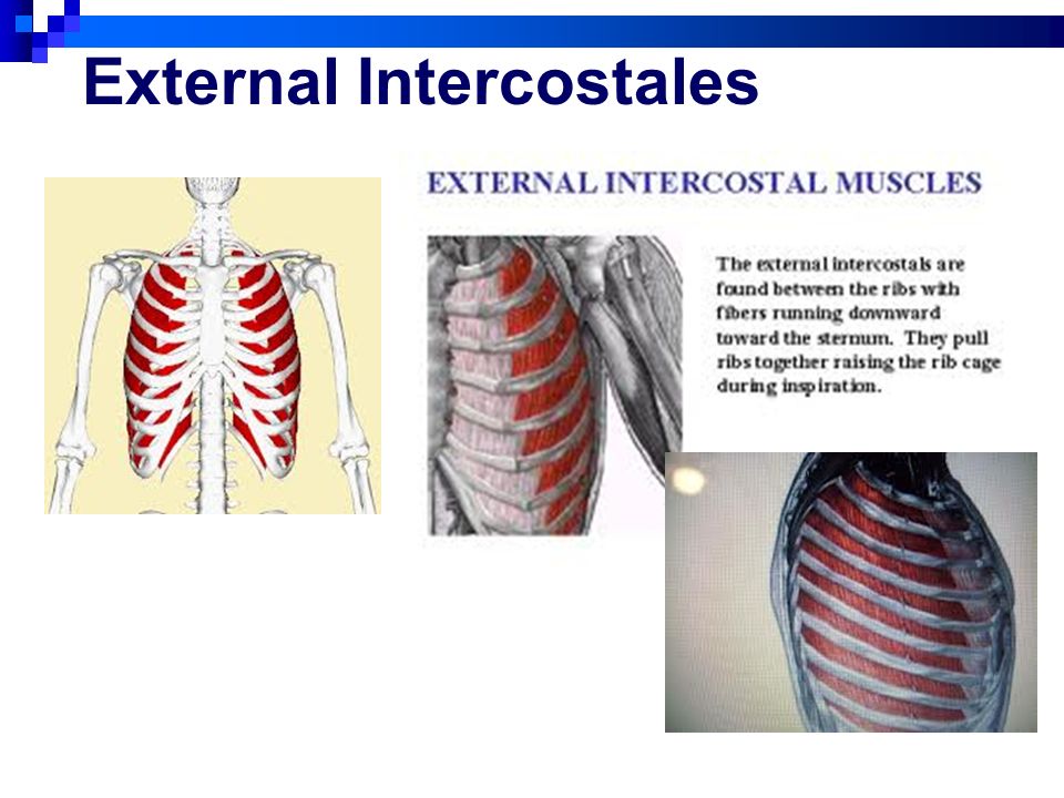 Set 3 Muscles Deep Muscles of the Torso. Multifidus. - ppt download