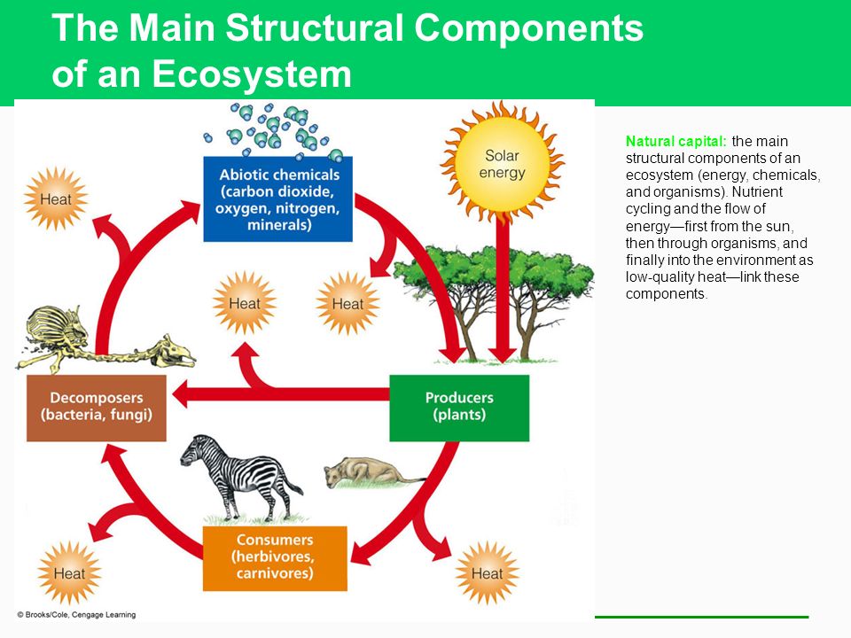 Learning through art nutrient cycling and energy flow in ecosystems