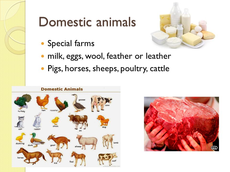 Domestic animals Special farms milk, eggs, wool, feather or leather Pigs, horses, sheeps, poultry, cattle