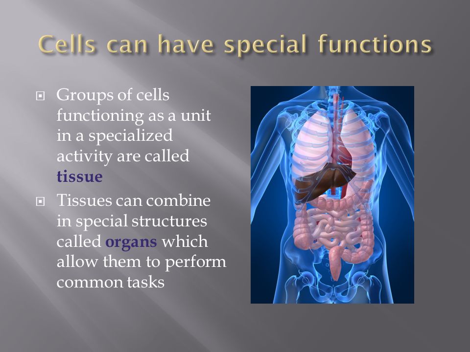  Groups of cells functioning as a unit in a specialized activity are called tissue  Tissues can combine in special structures called organs which allow them to perform common tasks