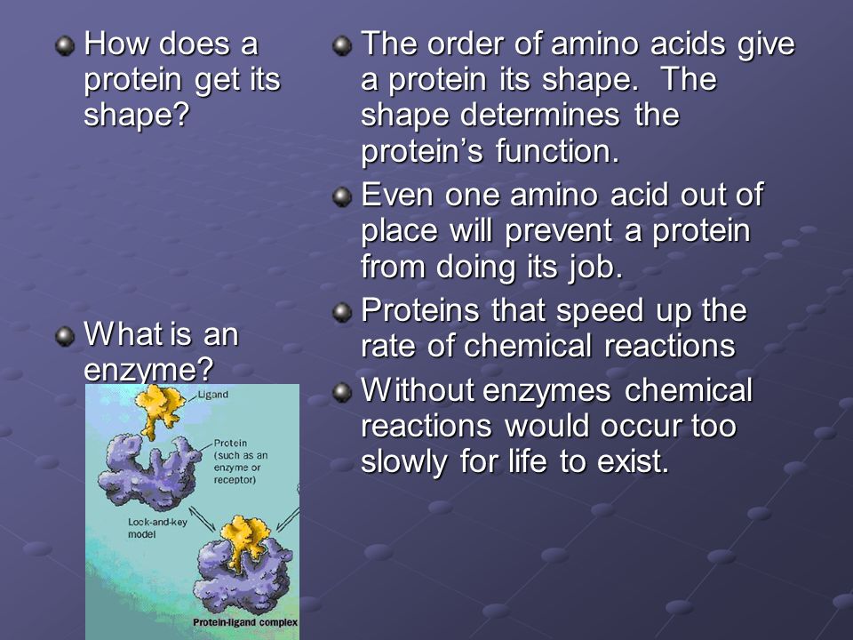 How does a protein get its shape. What is an enzyme.