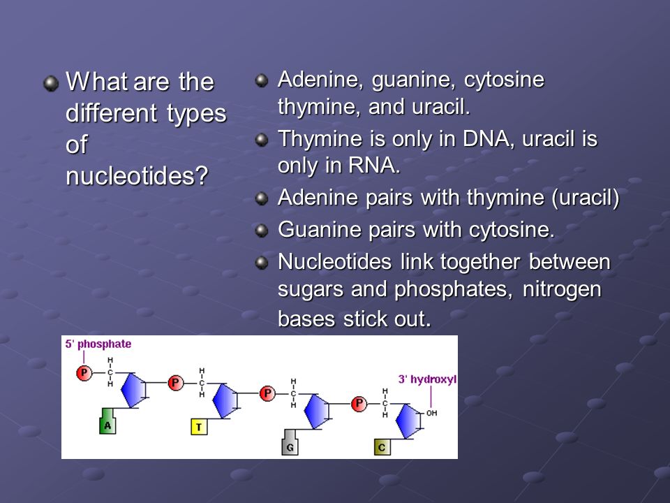 What are the different types of nucleotides. Adenine, guanine, cytosine thymine, and uracil.