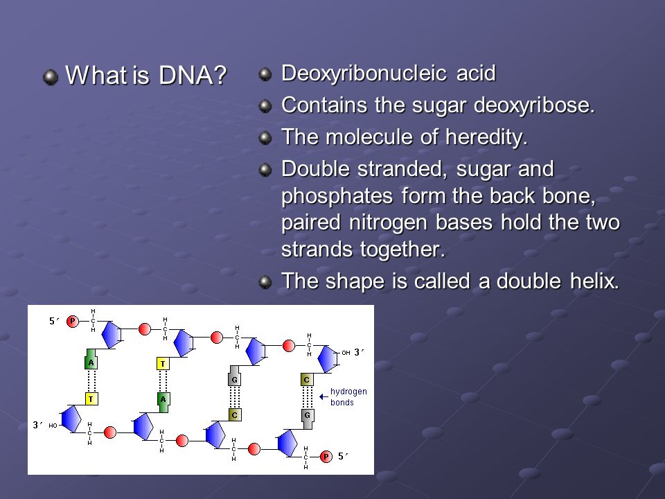 What is DNA. Deoxyribonucleic acid Contains the sugar deoxyribose.