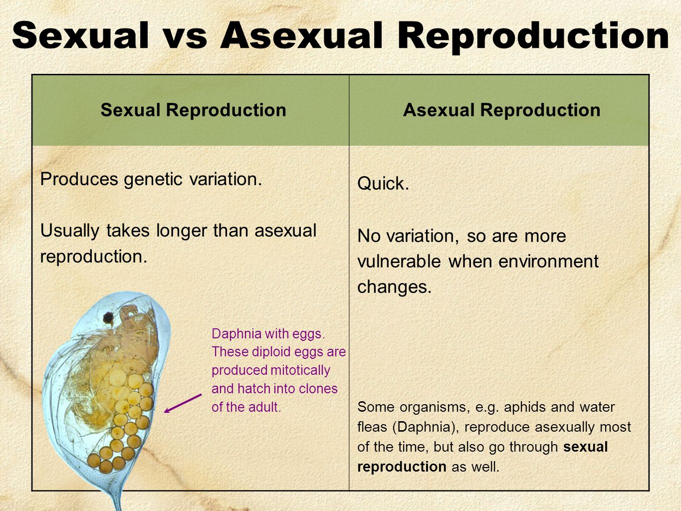 What Is An Organism Sexually