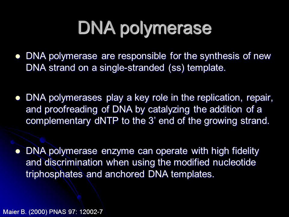 DNA polymerase DNA polymerase are responsible for the synthesis of new DNA strand on a single-stranded (ss) template.