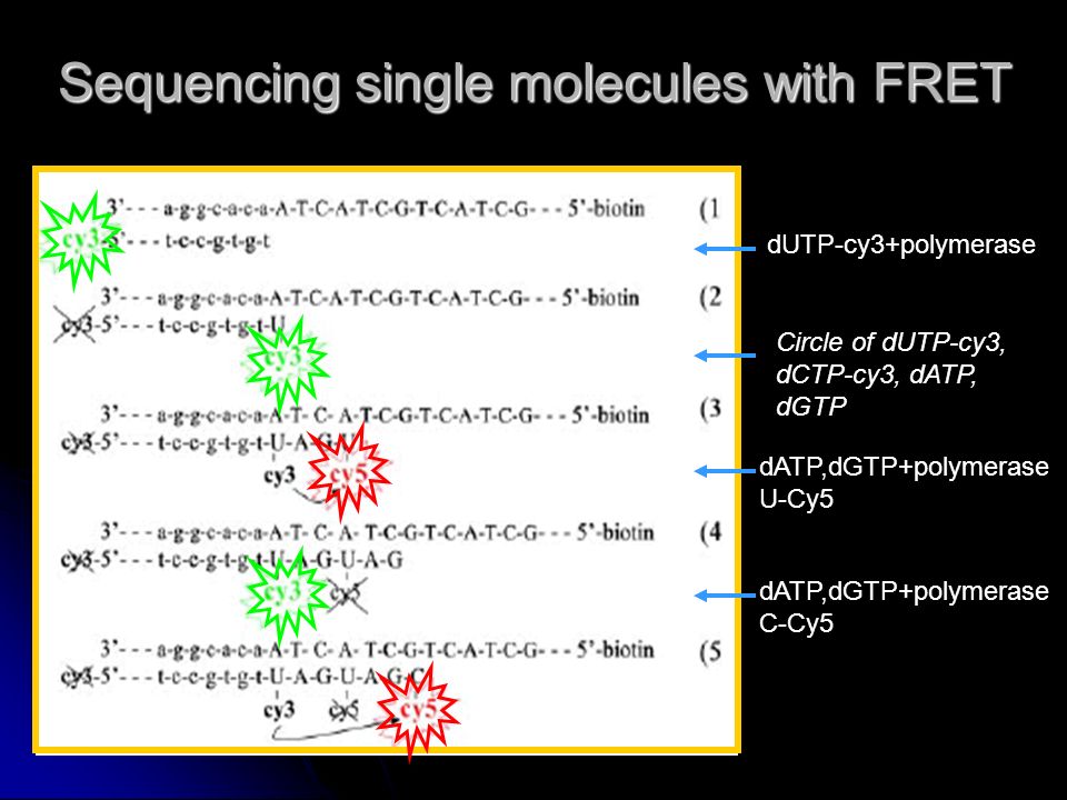 Sequencing single molecules with FRET dUTP-cy3+polymerase Circle of dUTP-cy3, dCTP-cy3, dATP, dGTP dATP,dGTP+polymerase U-Cy5 dATP,dGTP+polymerase C-Cy5