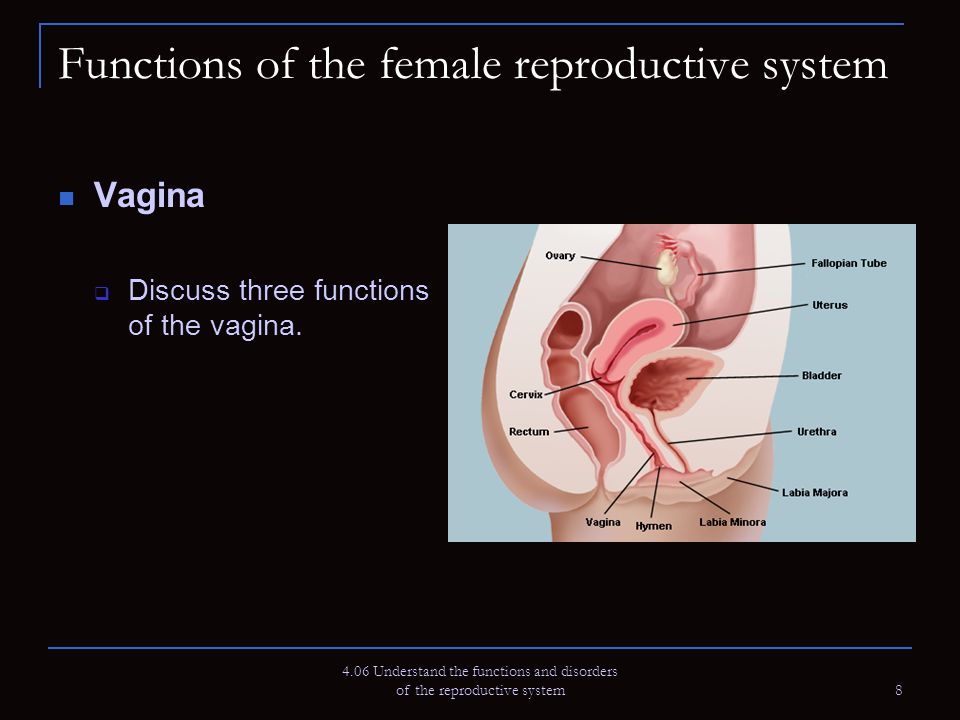 Structure And Function Of The Female Reproductive System