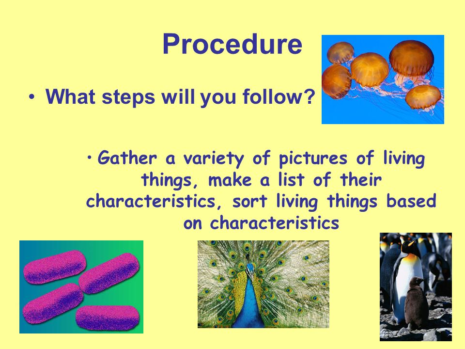 Procedure What steps will you follow.