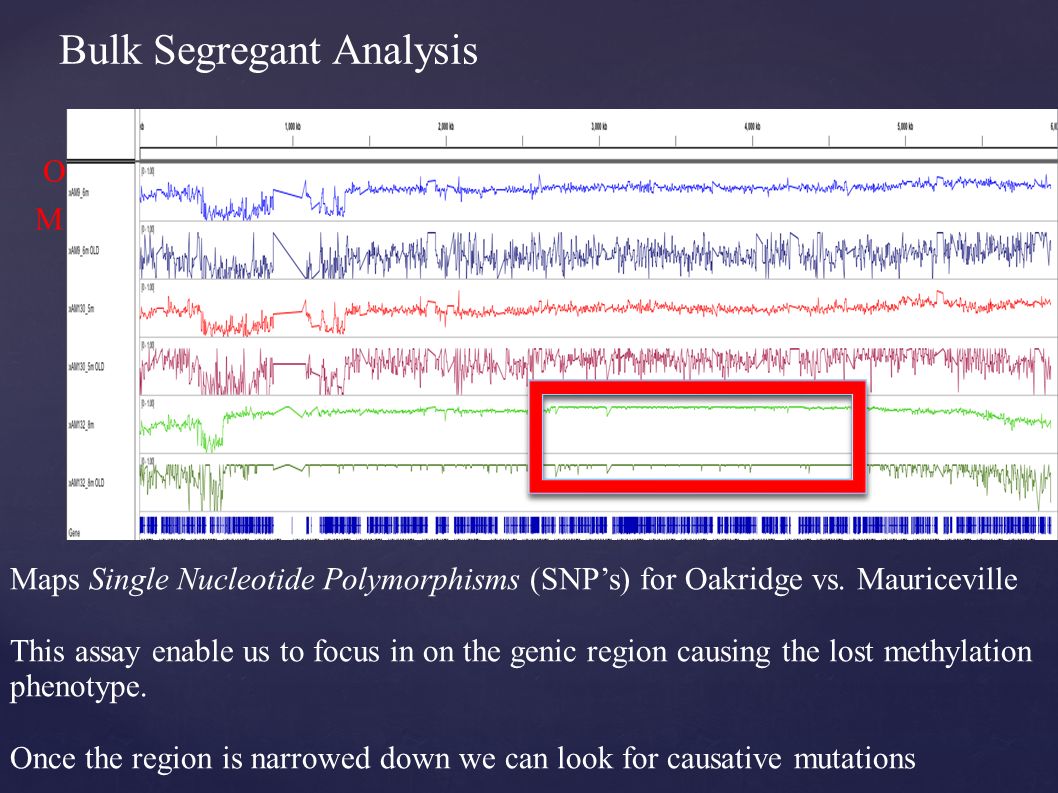 Bulk Segregant Analysis O M Maps Single Nucleotide Polymorphisms (SNP’s) for Oakridge vs.