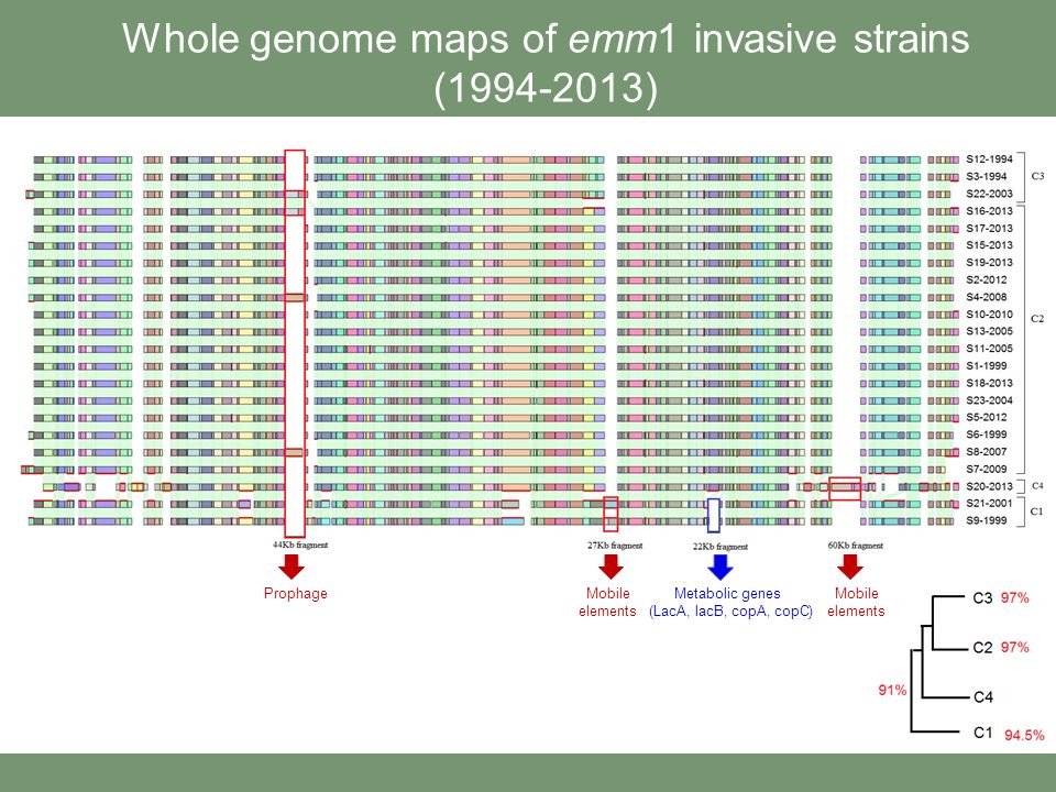 Whole genome maps of emm1 invasive strains ( ) ProphageMetabolic genes (LacA, lacB, copA, copC) Mobile elements Mobile elements