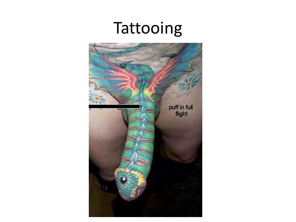 Male anatomy photos. Genital alterations Piercing Tattooing. - ppt download