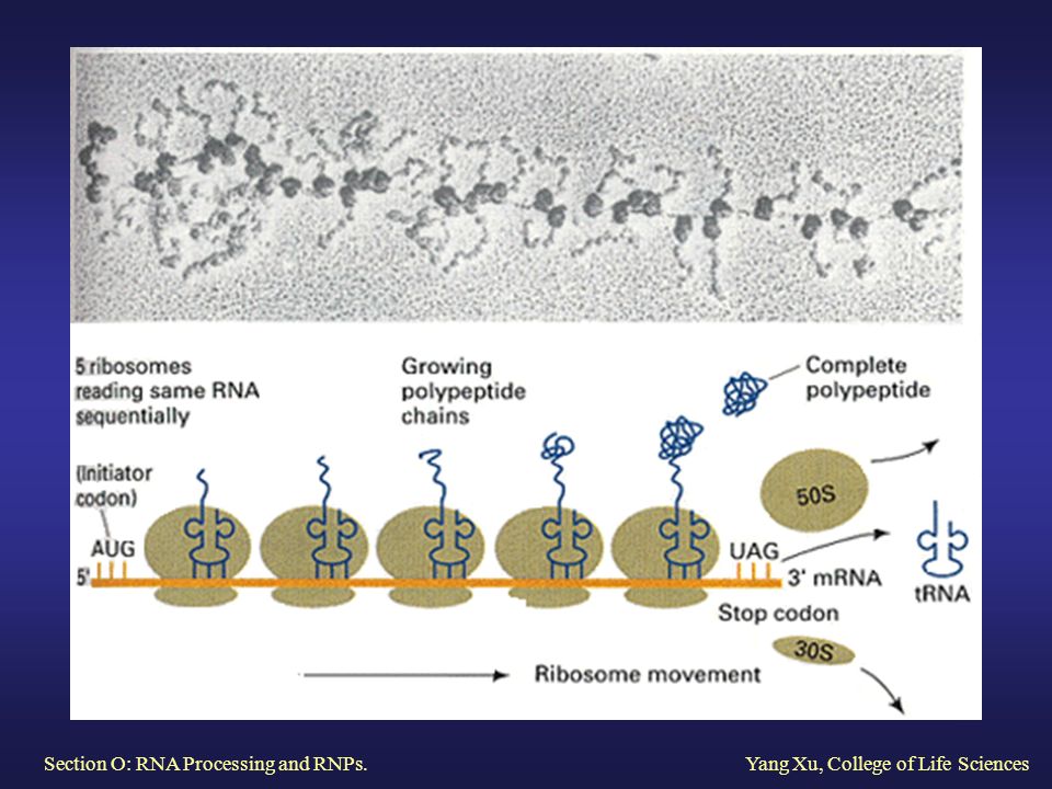 Рнк бактерии. Функции рибосом в эукариотической клетке. Полисомы функции. Полисома это комплекс рибосом в гиалоплазме.