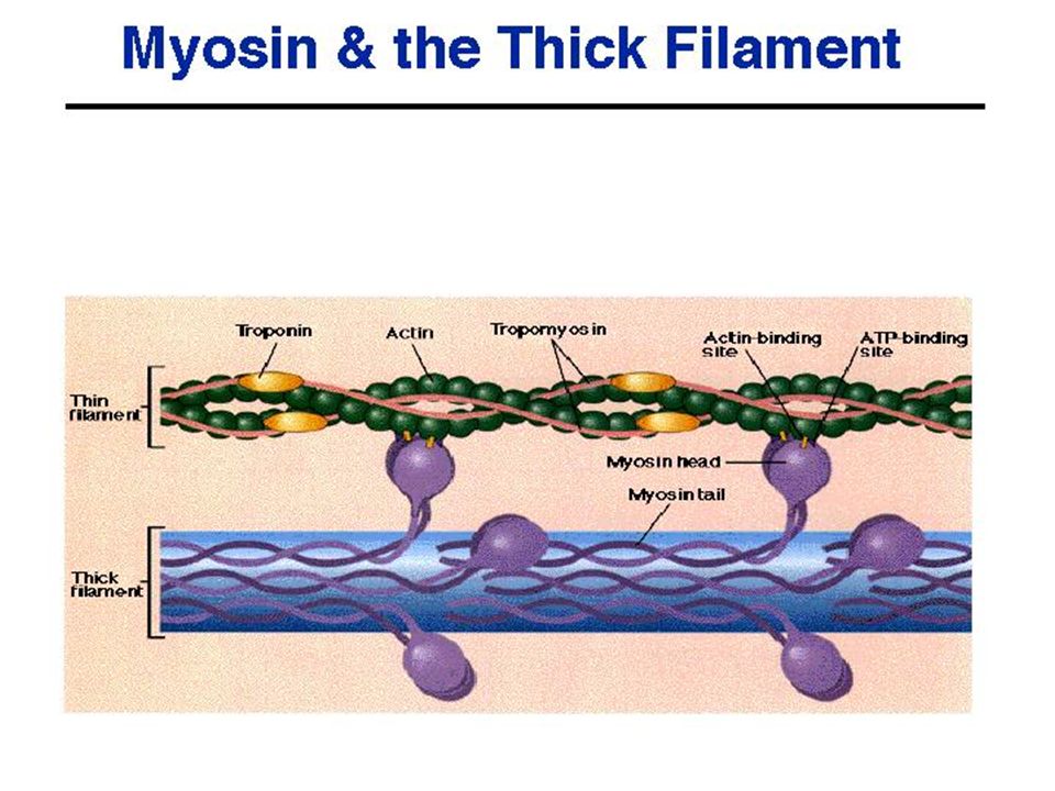 Актин ткань. Myosin Filaments. Актин и миозин. Биполярные филаменты. Актин и миозин под микроскопом.