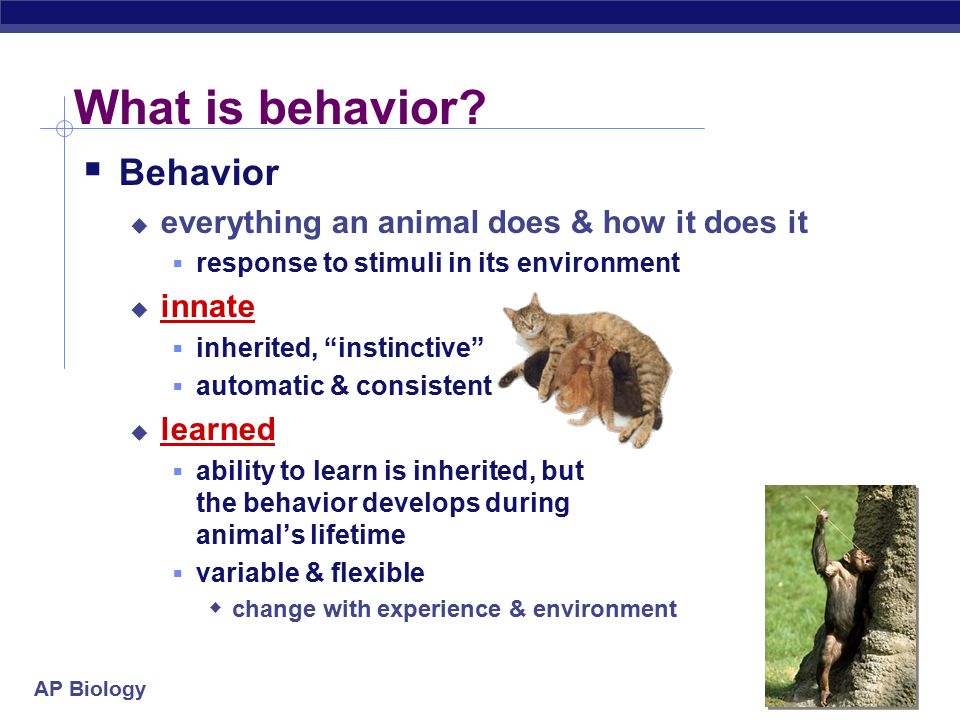 AP Biology Animal Behavior meerkats AP Biology What is behavior?  Behavior   everything an animal does & how it does it  response to stimuli in its.  - ppt download