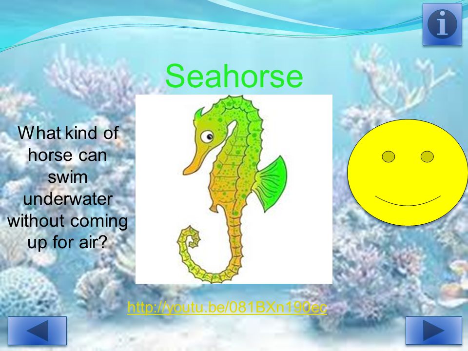 Seahorse What kind of horse can swim underwater without coming up for air.