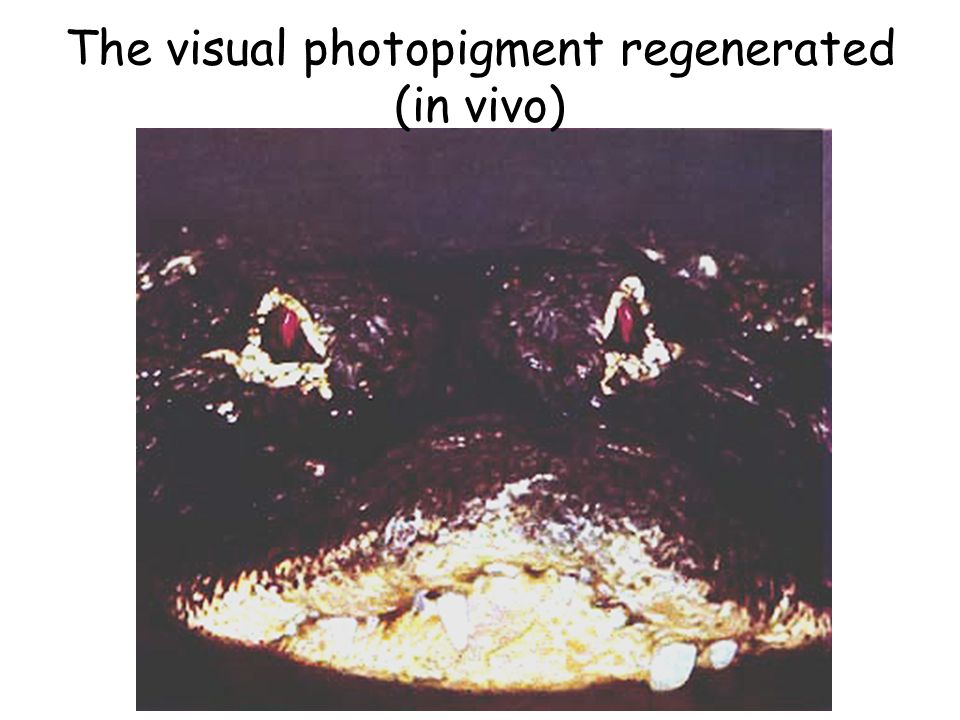 The visual photopigment regenerated (in vivo)