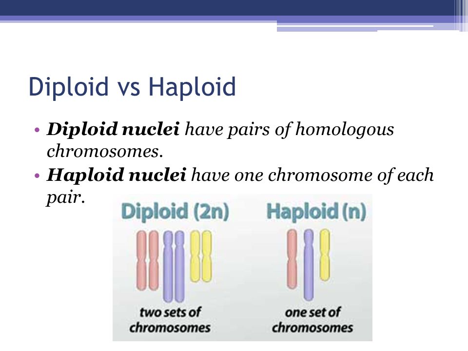 Diploid vs Haploid Diploid nuclei have pairs of homologous chromosomes.