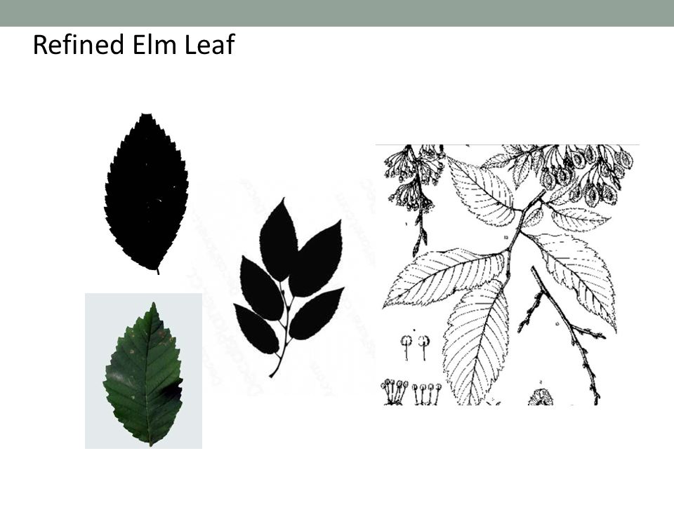 Refined Elm Leaf