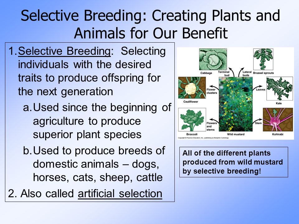 Selective Breeding: Creating Plants and Animals for Our Benefit 1.Selective Breeding: Selecting individuals with the desired traits to produce offspring for the next generation a.Used since the beginning of agriculture to produce superior plant species b.Used to produce breeds of domestic animals – dogs, horses, cats, sheep, cattle 2.