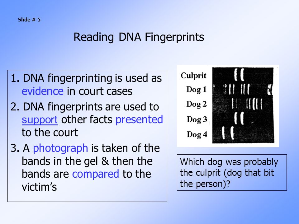 Reading DNA Fingerprints 1. DNA fingerprinting is used as evidence in court cases 2.