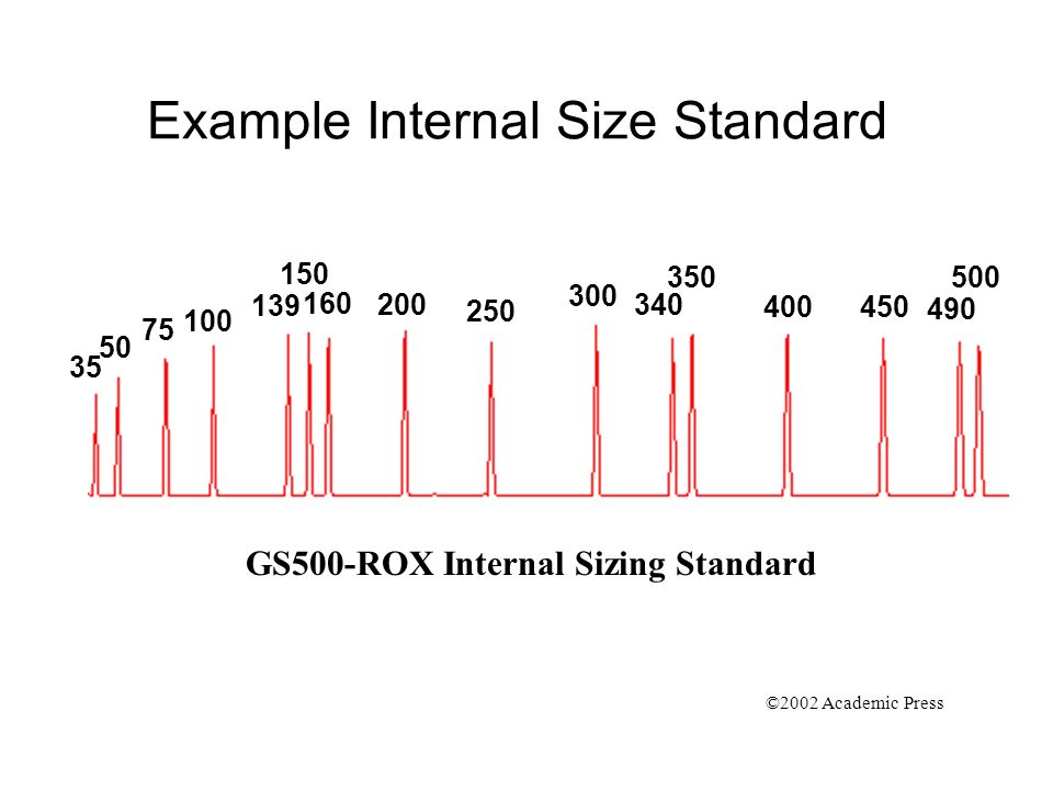 GS500-ROX Internal Sizing Standard Example Internal Size Standard ©2002 Academic Press