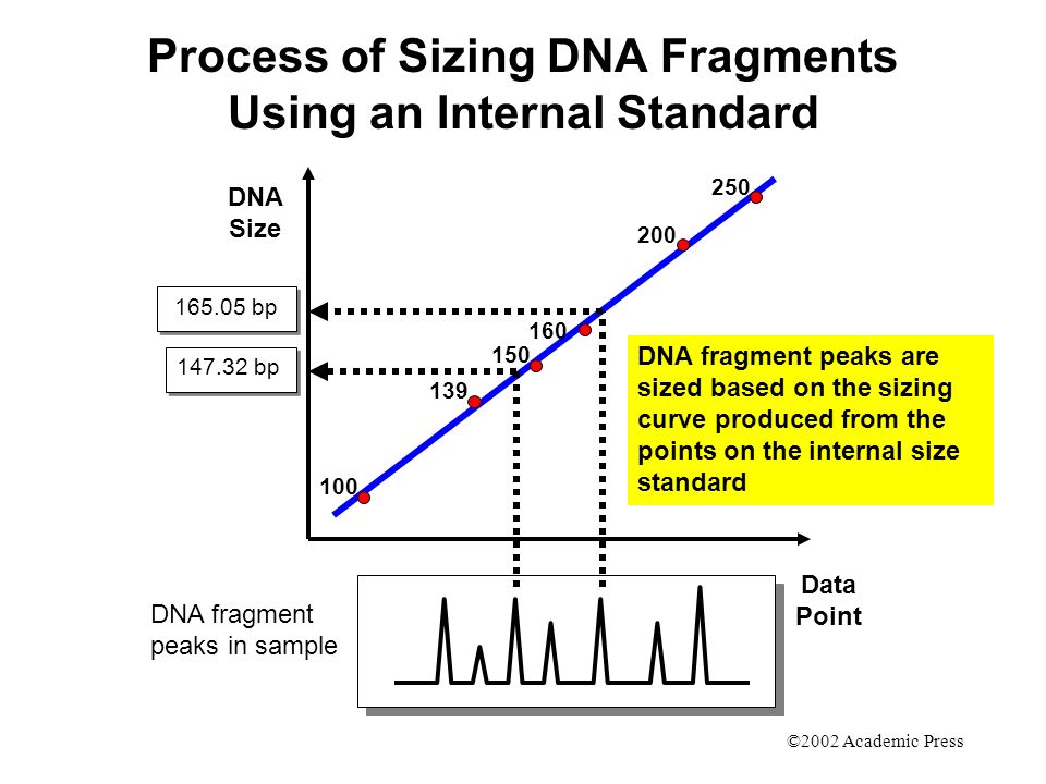 DNA fragment peaks in sample DNA Size Data Point bp bp DNA fragment peaks are sized based on the sizing curve produced from the points on the internal size standard Process of Sizing DNA Fragments Using an Internal Standard ©2002 Academic Press