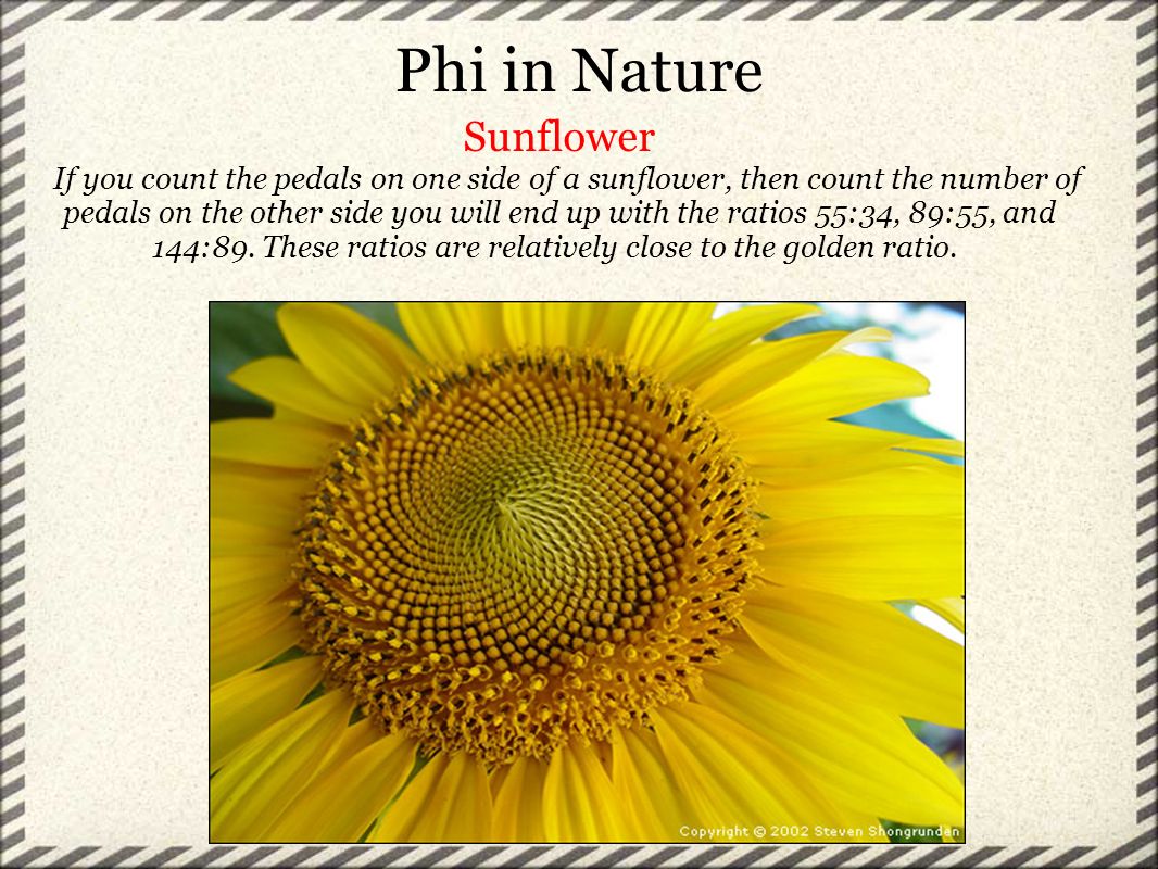 Phi:The GФldФn RatiФ Suki Kaur. Phi Nature Sunflower If you the pedals on side of a sunflower, then count the number of pedals on the other. - download