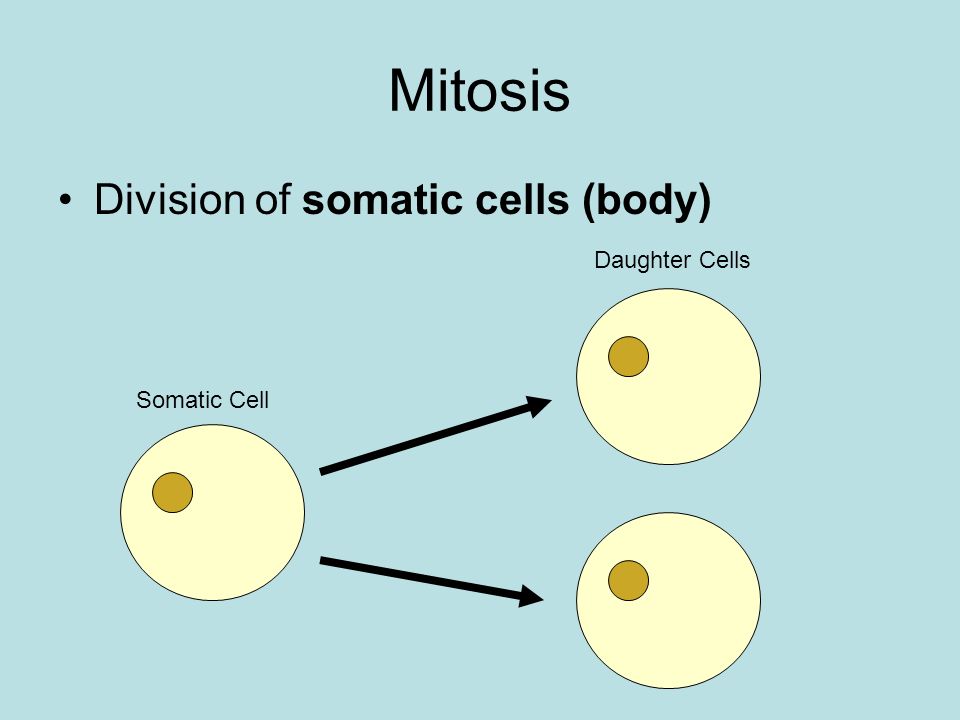 Mitosis,9-2 Division of regular body,(somatic) cells. - ppt download