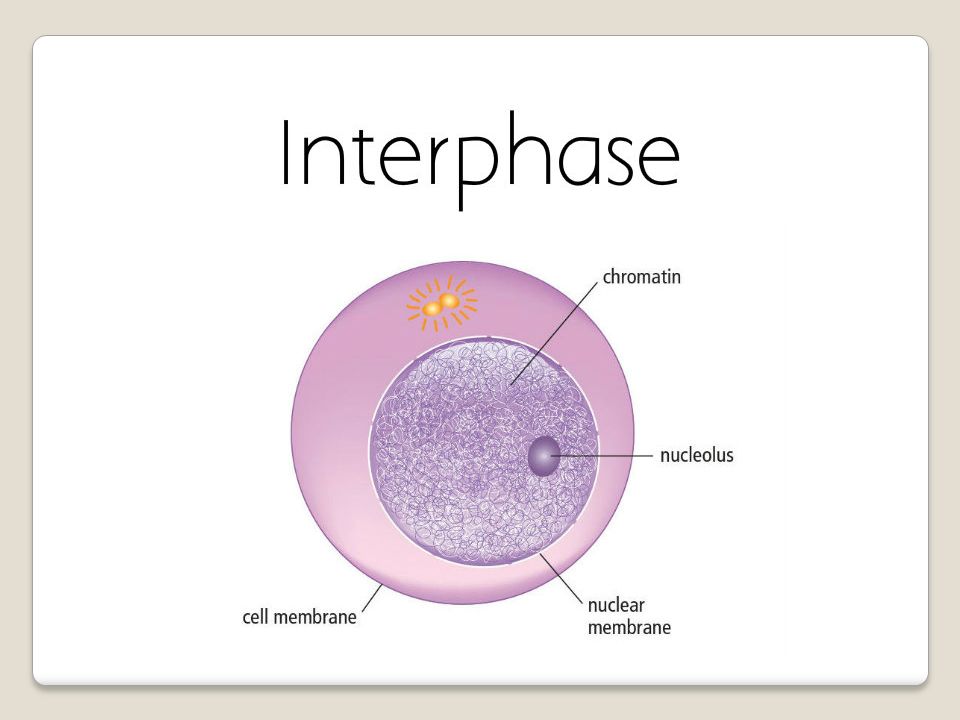 Mitosis Flipbook By Peipei Snow Interphase Is The Longest Stage In The Cell Cycle This Is A Time When A Cell Carries Out Its Various Functions Within Ppt Download