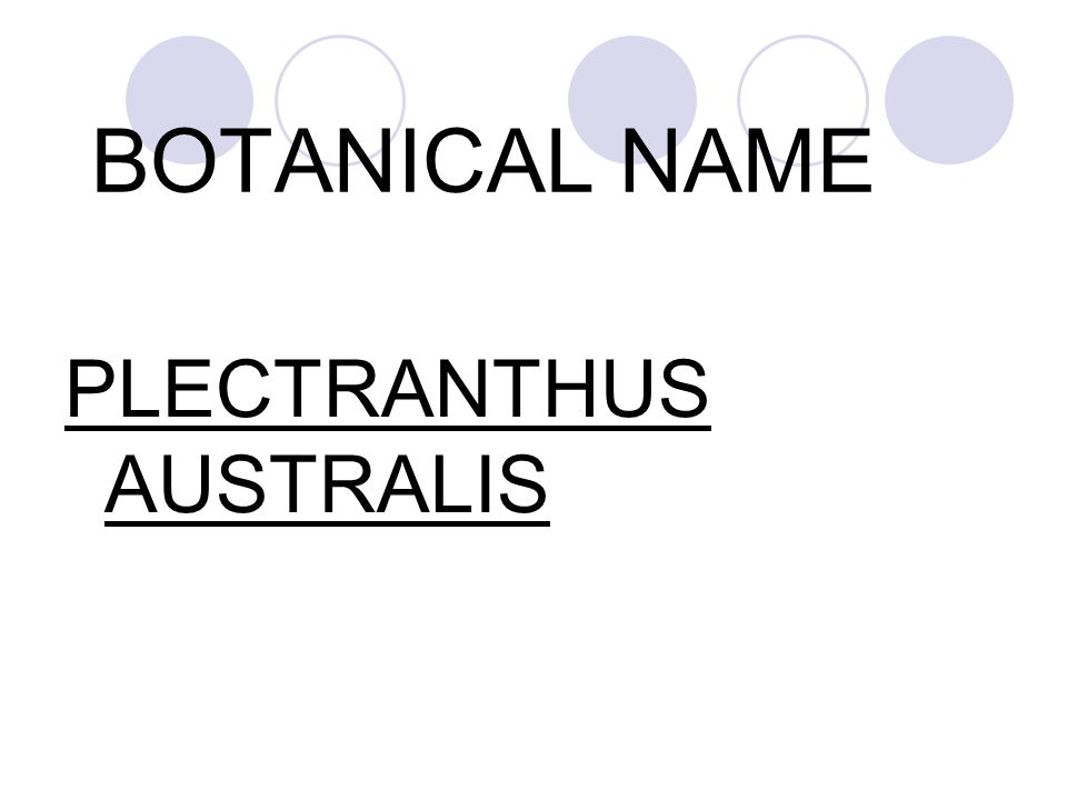 BOTANICAL NAME PLECTRANTHUS AUSTRALIS