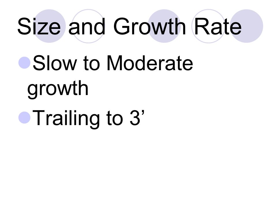 Size and Growth Rate Slow to Moderate growth Trailing to 3’