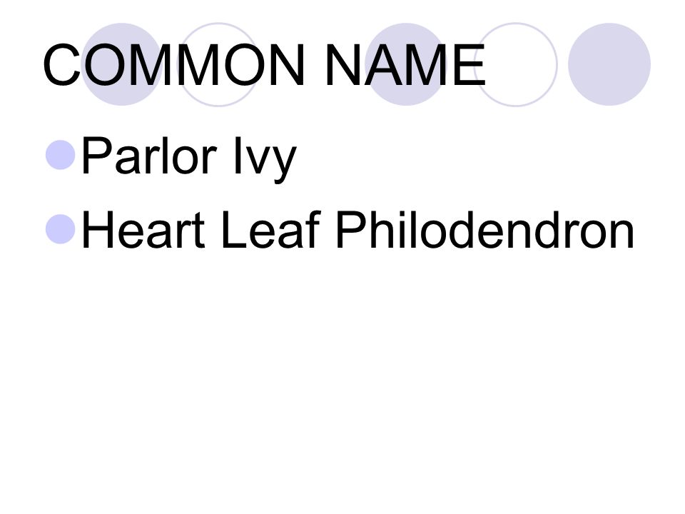 COMMON NAME Parlor Ivy Heart Leaf Philodendron