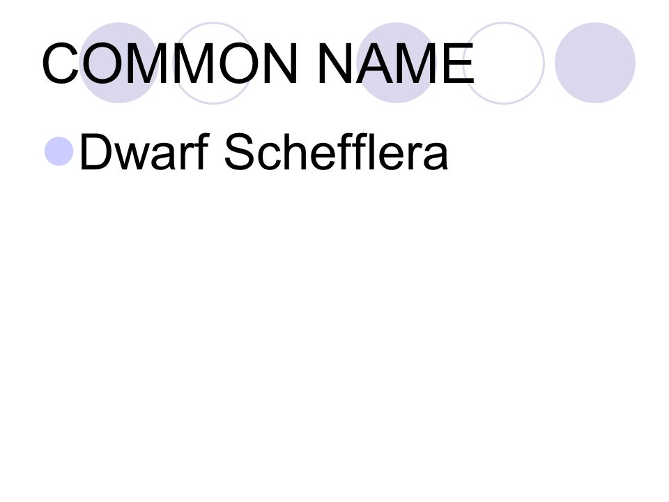 COMMON NAME Dwarf Schefflera