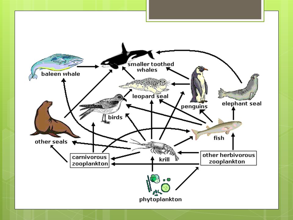 Составить сеть питания. Пищевая сеть схема биология. Пищевая сеть это в биологии 9 класс. Пищевая цепочка Антарктики. Схема цепи питания биогеоценоза.