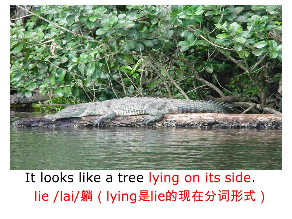 look like a tree Limpopo /lim p ə p ə / river n. 林波波（河） （非洲东南部的大河） crocodile